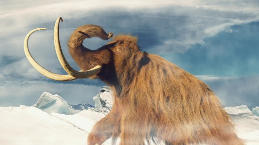 Počítačová 3D rekonstrukce ukazuje, jak asi vypadali mamuti