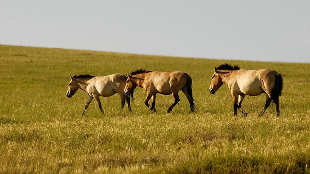 Skupina hřebců koně Převalského v národním parku Chustaj.