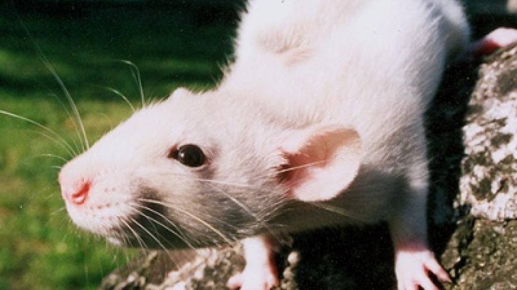 největší zástupce čeledi myšovitých - potkan