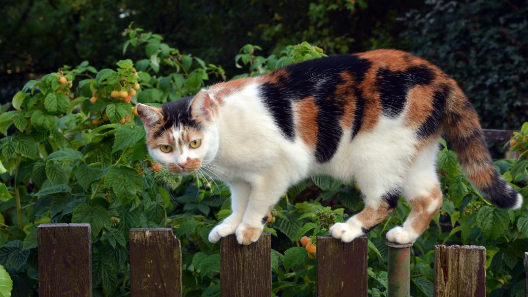 Kočka na plotě