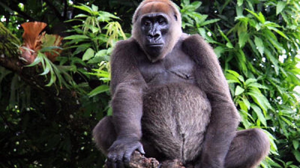 Gorila nigerijská (Cross River Gorilla)