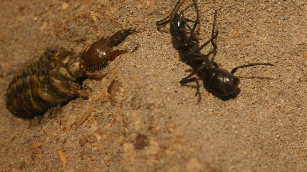 Dravá larva mravkolva se chystá na mravence