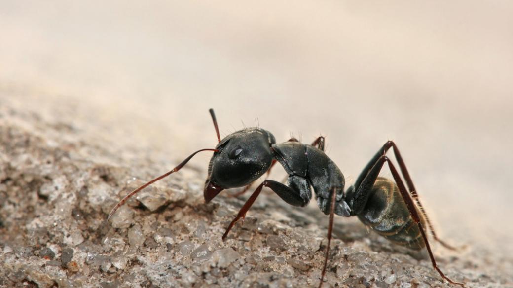 Mravenec Camponotus sp.