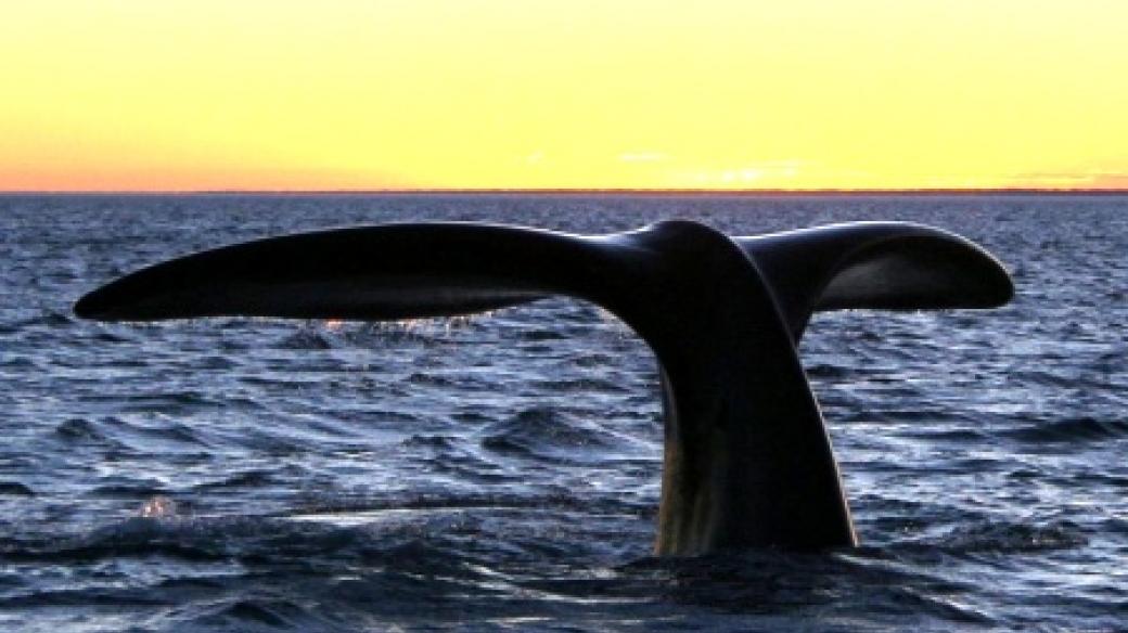Velryba jižní u břehů argentinské Patagonie