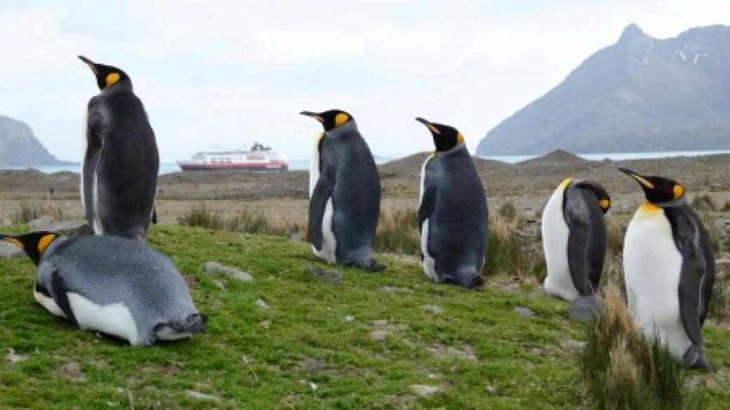 Tučňáci patagonští a loď Fram patřící norské společnosti Hurtigruten