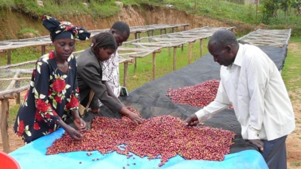 Rwanda nikdy nebude patřit mezi velké exportéry kávy, rozhodla se proto vsadit na kvalitu