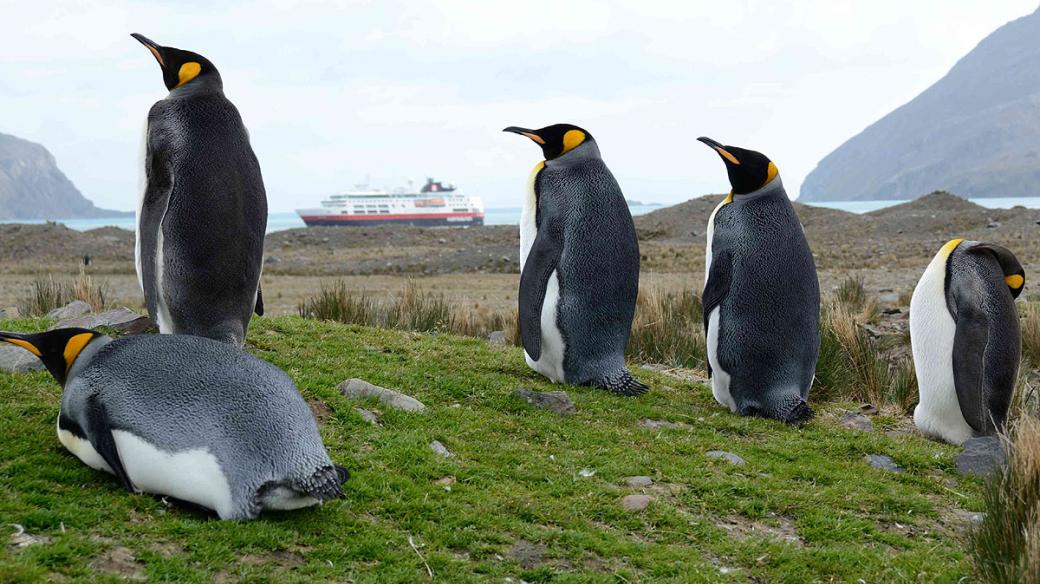 Tučňáci patagonští