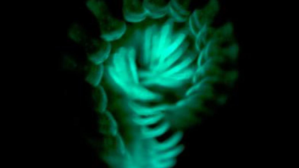 "Nepřibližuj se! "říká ve tmě svítící mnohonožka Motyxia sequoiae 