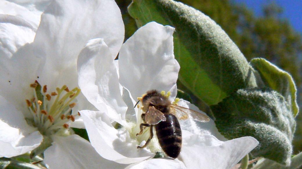 Včela. Děčín - zahrada, kvetoucí jabloň. 21.4.2009. 