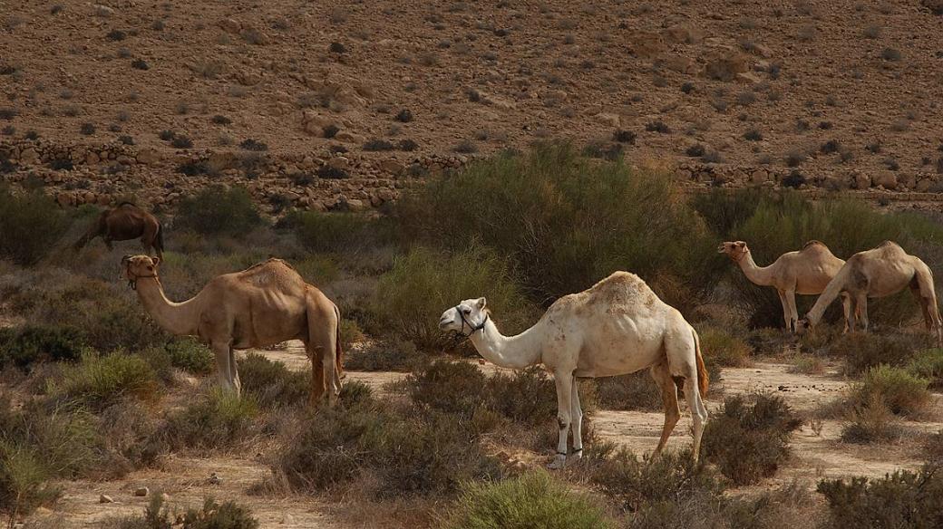 V řídce osídlených pohraničních oblastech se daří pašerákům a velbloudům
