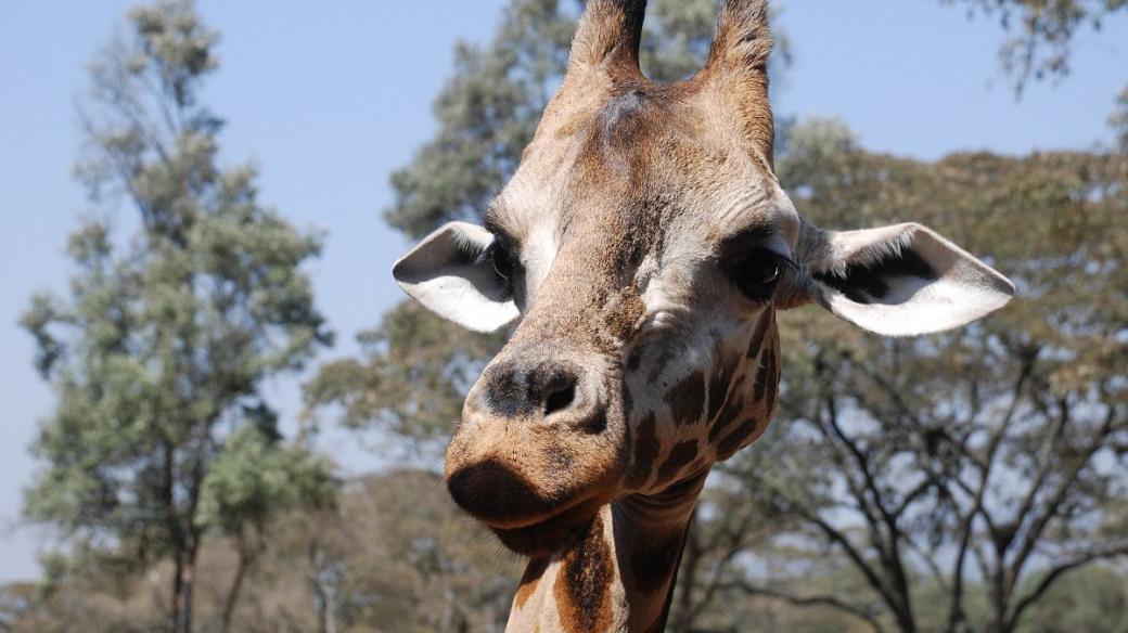 Keňané často nevědí, jak žirafy vypadají. Přesto se o jejich přežití musí postarat právě oni