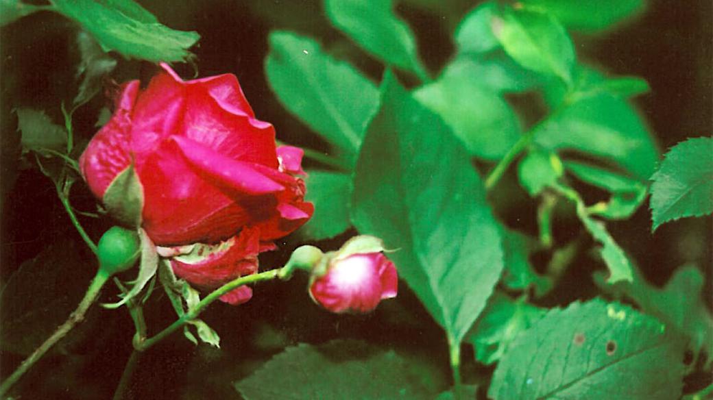 růže (odrůda Baccara)