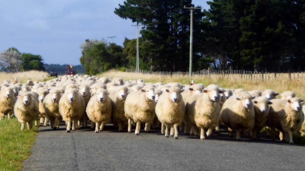 Stádo ovcí, ilustrační foto