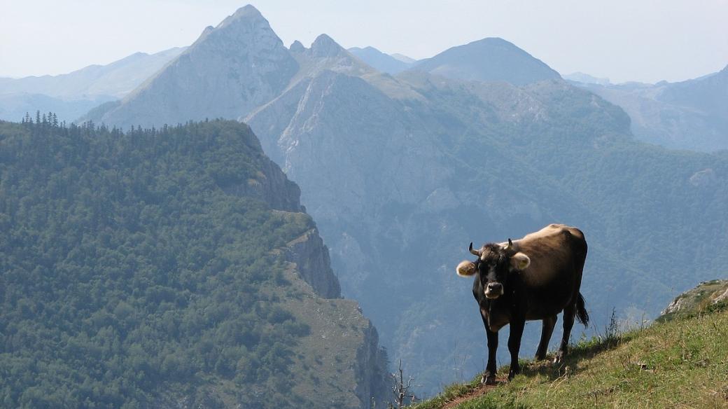 kráva v horách