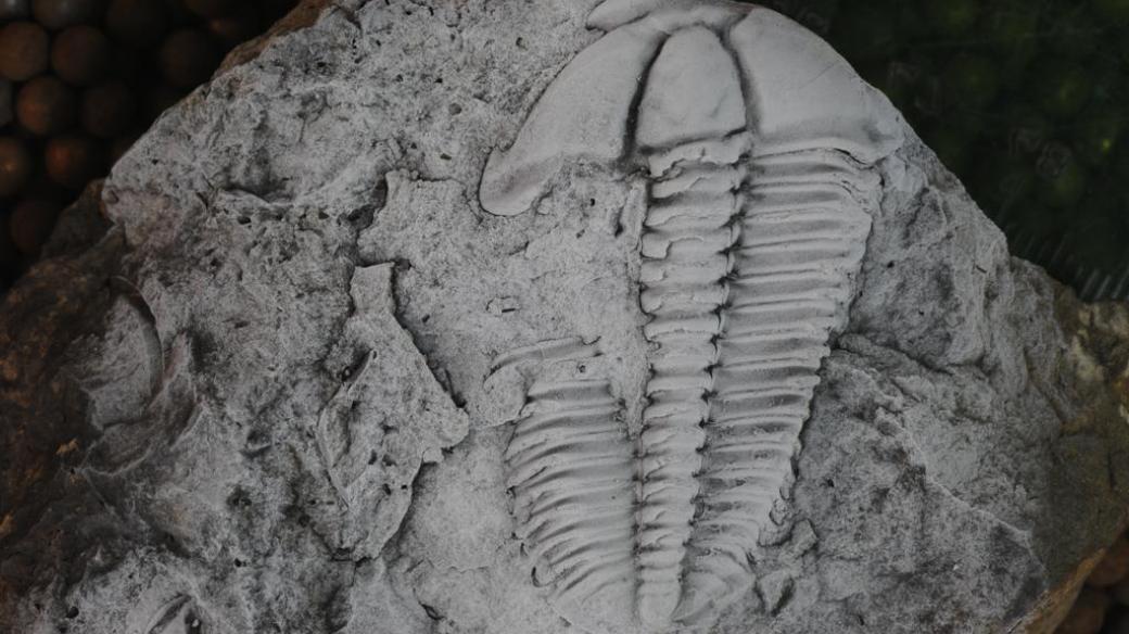 Pokousaný trilobit rodu Conocoryphe. Jedinec z jineckého souvrství v okolí Jinec, délka 44 mm.