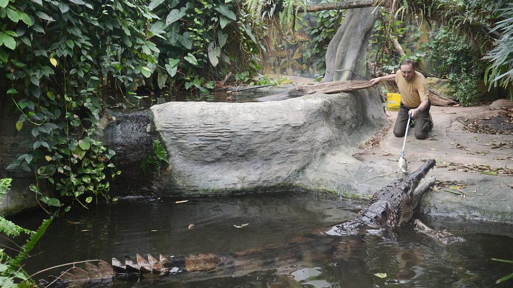 RNDr. Pavel Moucha krmí největšího krokodýla žijícího v zajetí v ČR - Krakena