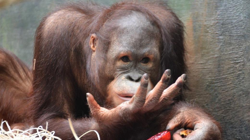 Orangutan Besar v ZOO Dvůr Králové nad Labem