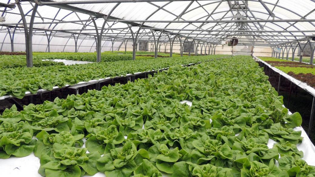 V salátovém skleníku se nepoužívá zemina, ale hydroponie