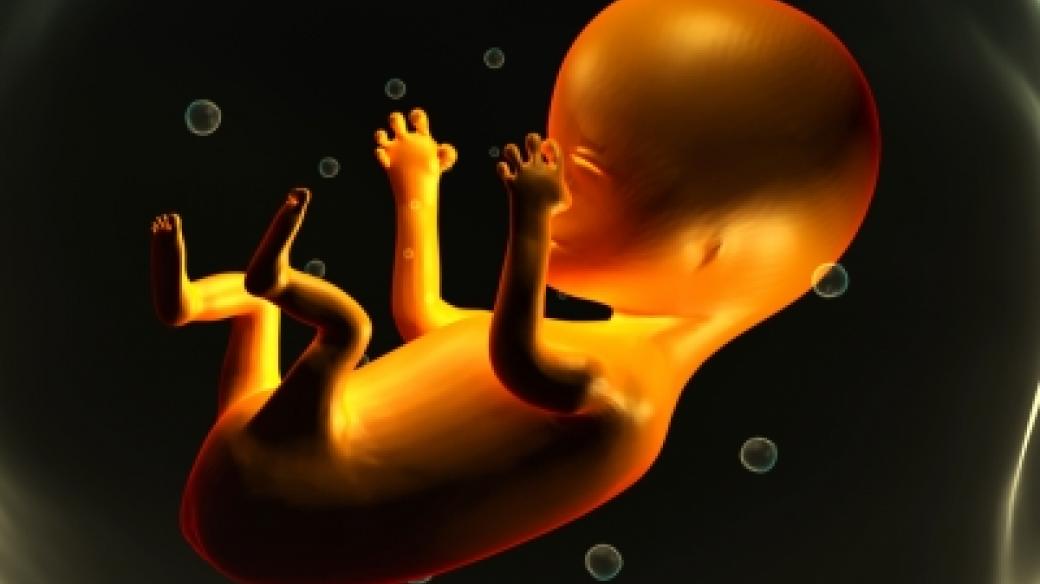 Lidské embryo (ilustrační foto)