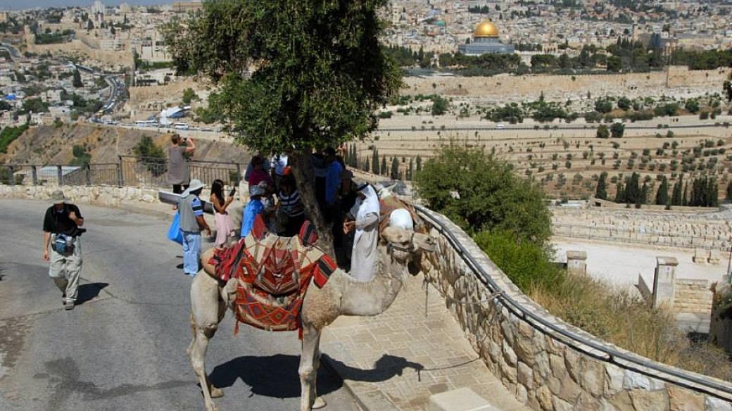 Izrael povolil Palestincům provozovat na Olivové hoře jednoho velblouda