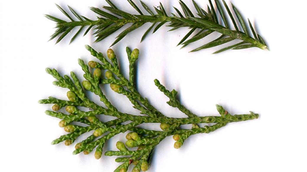 Výhonky mladého jalovce /Juniperus chinensis/ a dospělé listy s nezralými plody (dole)