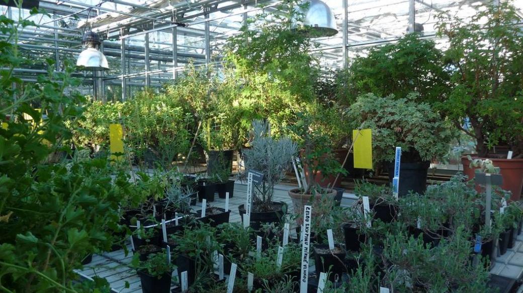 Pěstební skleníky v Botanické zahradě v Praze-Troji