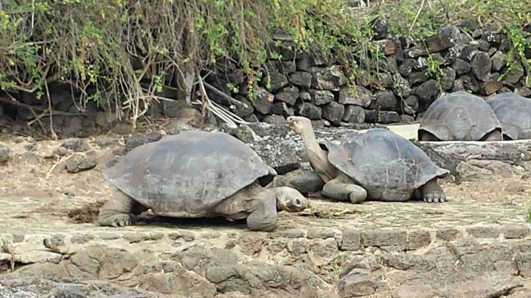 Želvy obrovské mají krunýř speciálně přizpůsobený životu na Galapágách
