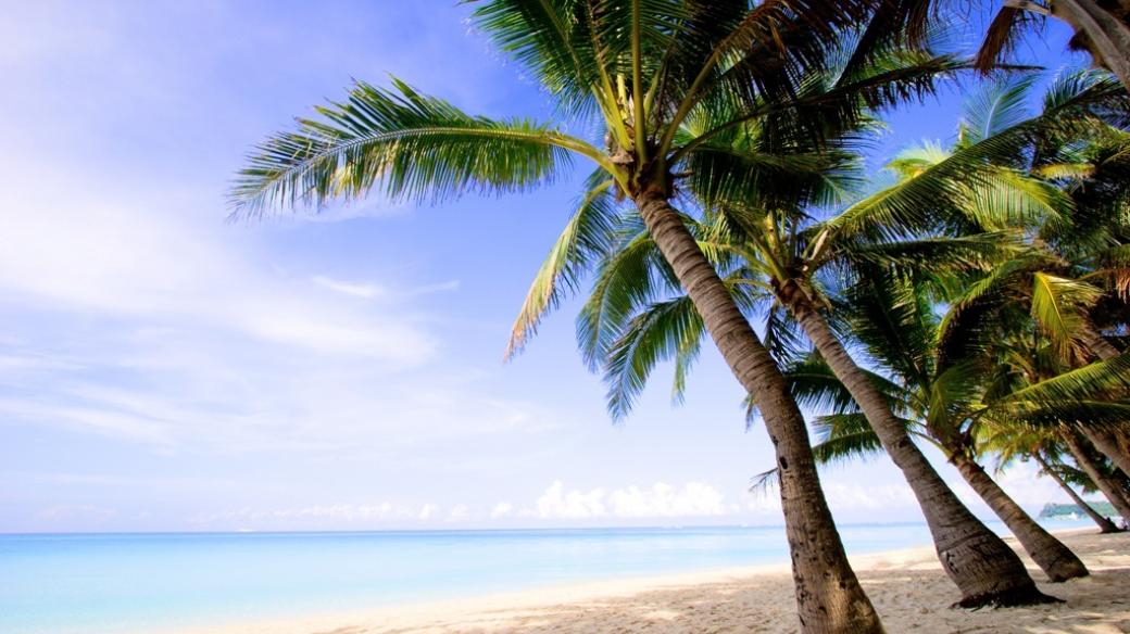 Ostrov, pláž, palmy (ilustr. foto)