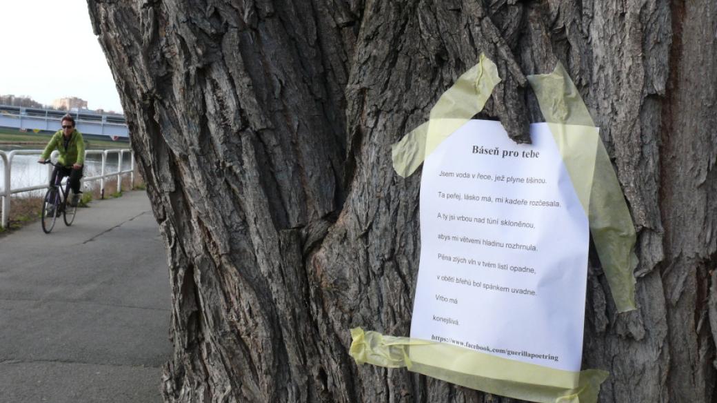 Báseň na stromě na 1. nábřeží v Českých Budějovicích