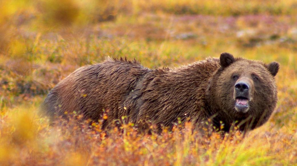Medvěd grizzly v národním parku Denali