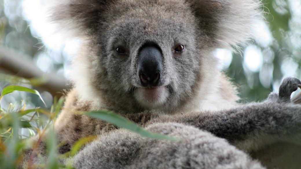 koala - koalové - koaly