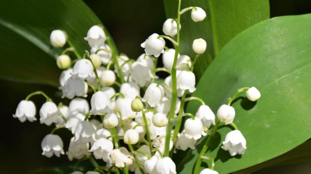 Konvalinka vonná - jedna z 10 nejjedovatějších rostlin naší přírody