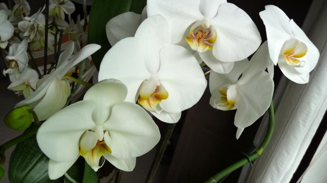 Orchidej phalaenopsis