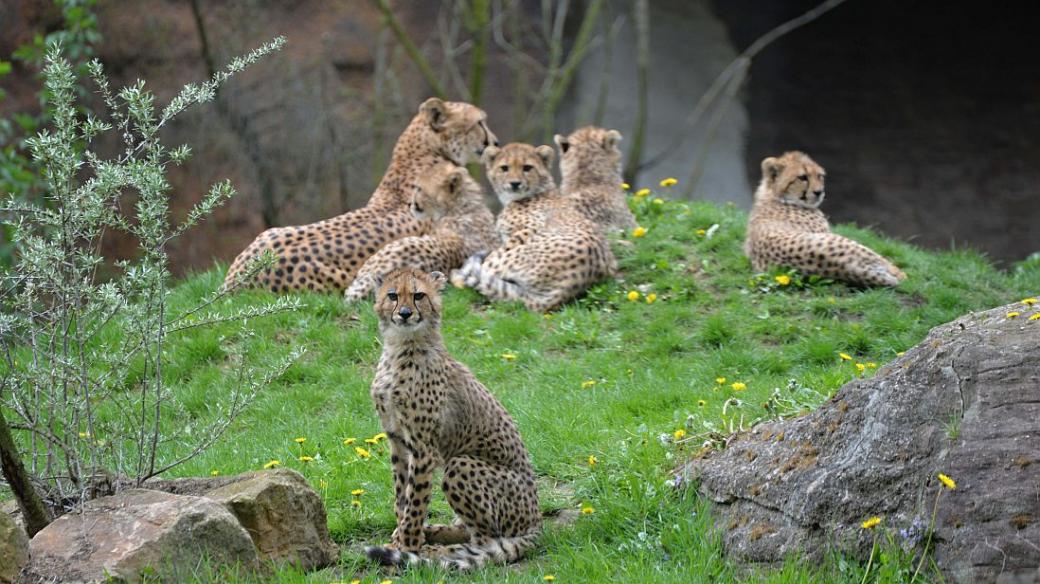 Mláďata gepardů v ZOO Dvůr Králové nad Labem