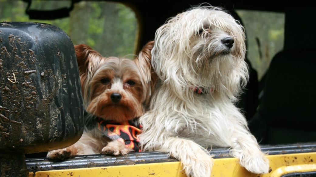 Psi v autě - pes v autě - pes na dovolené - výlet autem
