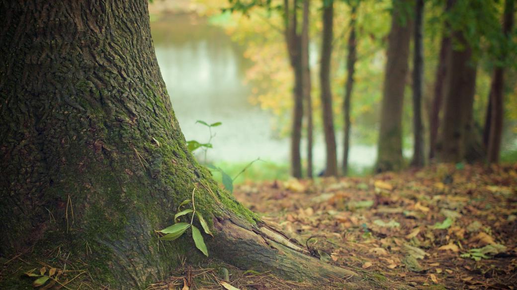 Stromy jsou pro lidi velkým obohacením – nejen materiálním, ale také mentálním