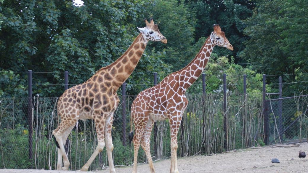 Ve výběhu u Safari kempu v ZOOlogické zahradě ve Dvoře Králové nad Labem máte jedinečnou možnost porovnat markantní rozdíl mezi žirafou síťovanou a Rothschildovou