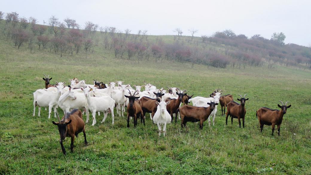 Česká bílé a hnědé kozy na pastvě