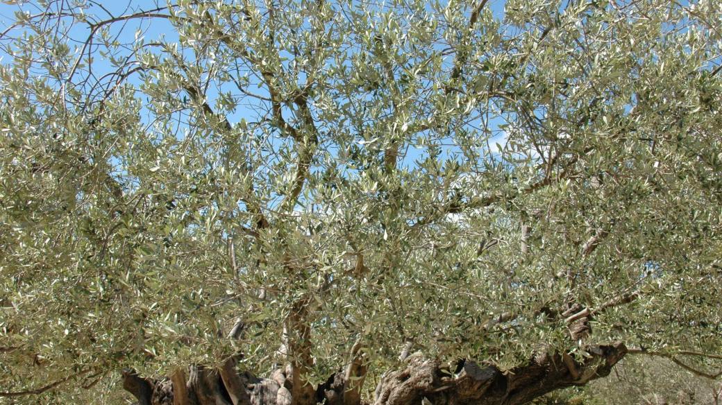 Olivovník ve Francii nedaleko mostu Pont du Gard