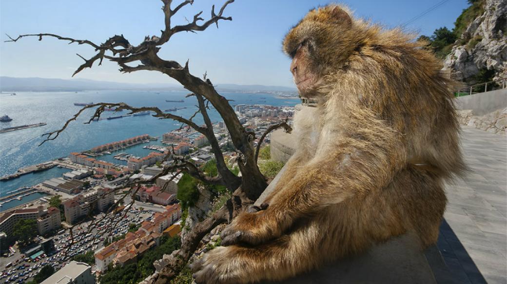 Gibraltarská opice
