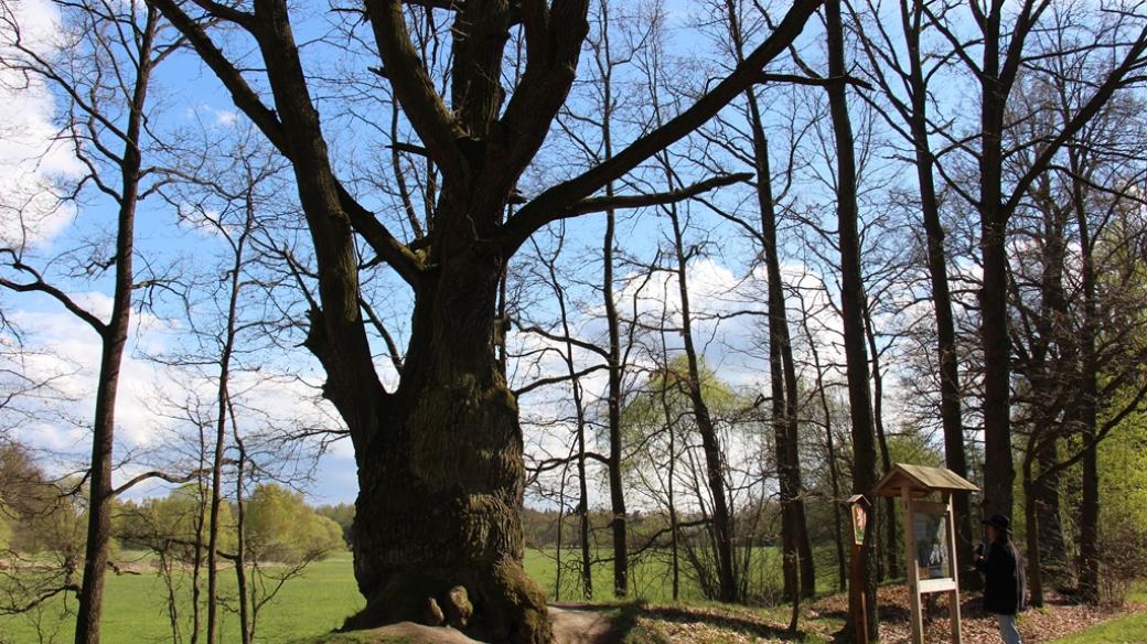 Čertův dub, nazývaný také Krčínův, stojí na hrázi bývalého rybníka Hrádečku. Podle pověsti zde skončilo prokletí Jakuba Krčína
