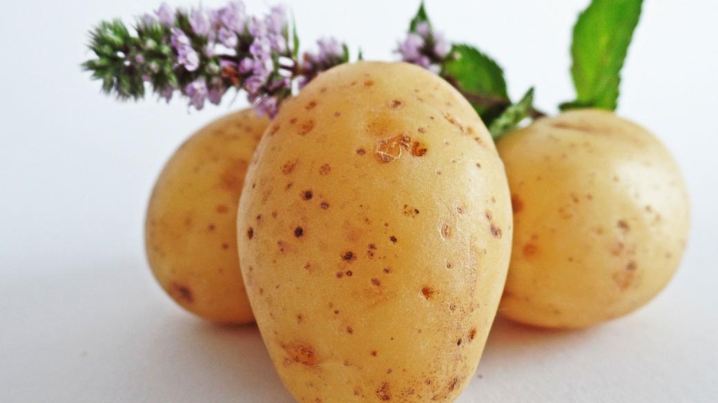 brambory (ilustr. obrázek)
