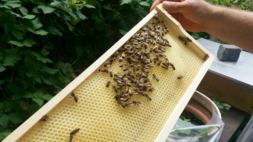 Včelí mor se na Liberecku šíří od letošního jara, podle včelařů úředníci nejednají dost rychle