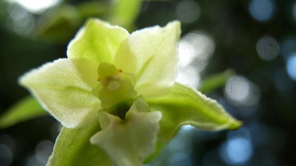 Vzácná orchidej - kruštík dlouholistý