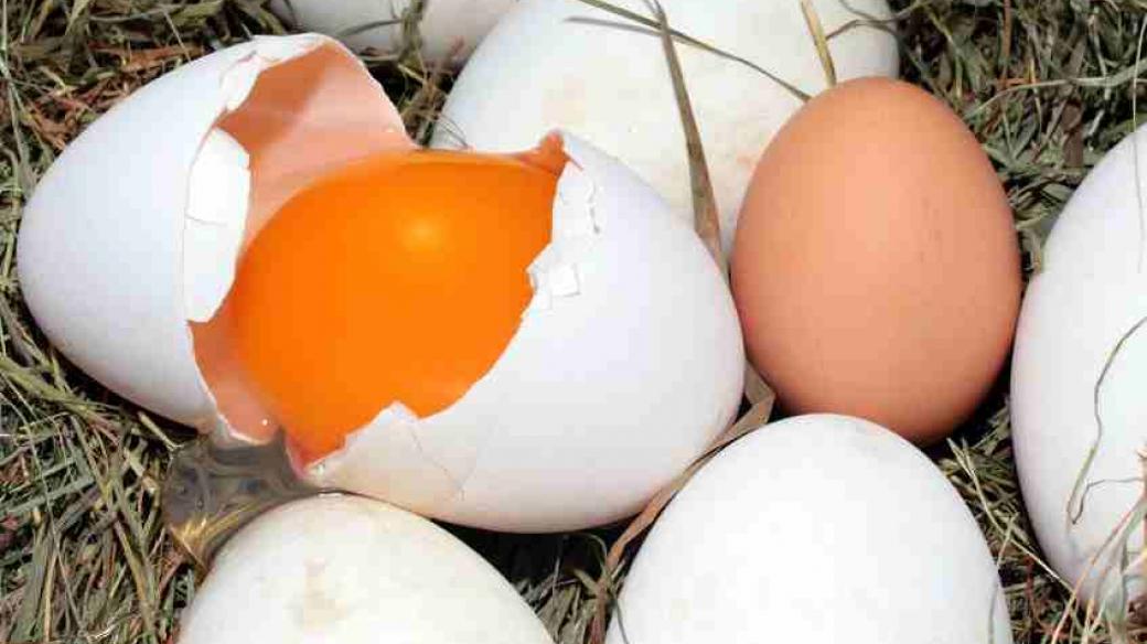 vajíčka, vejce, žloutek, slepice, žlutá a bílá