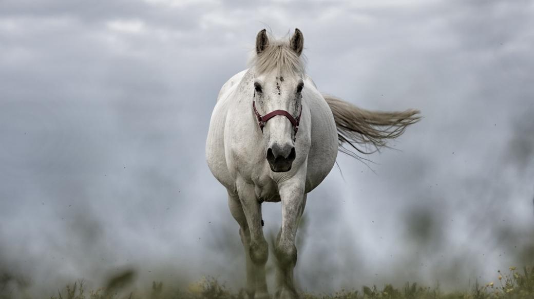 Bílý kůň (ilustrační foto)