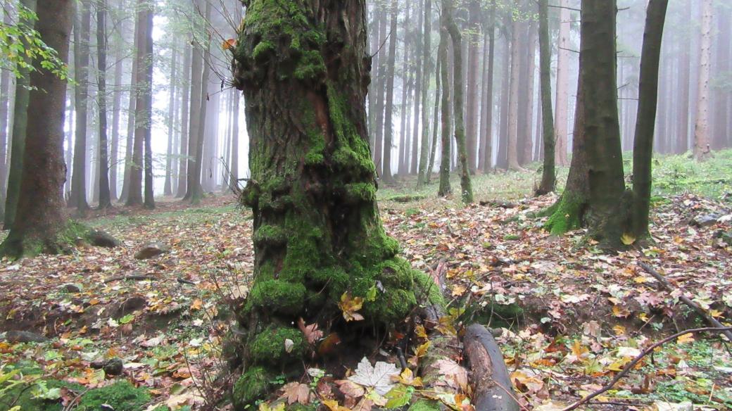Tajemný český les