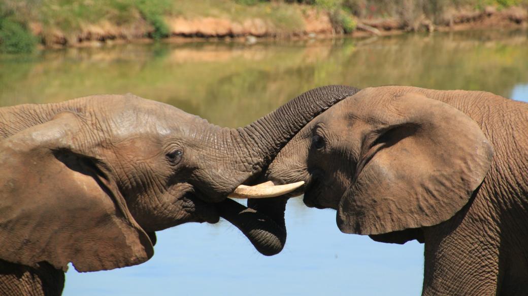 Slon africký (ilustrační foto)