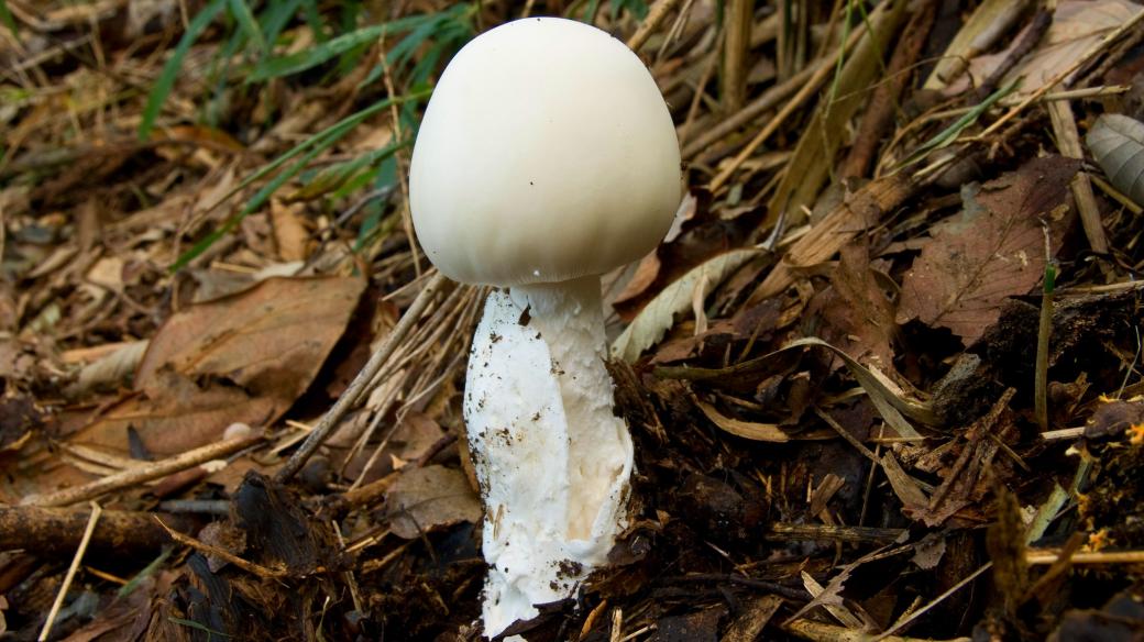 Muchomůrka jizlivá (Amanita virosa) je smrtelně jedovatá houba