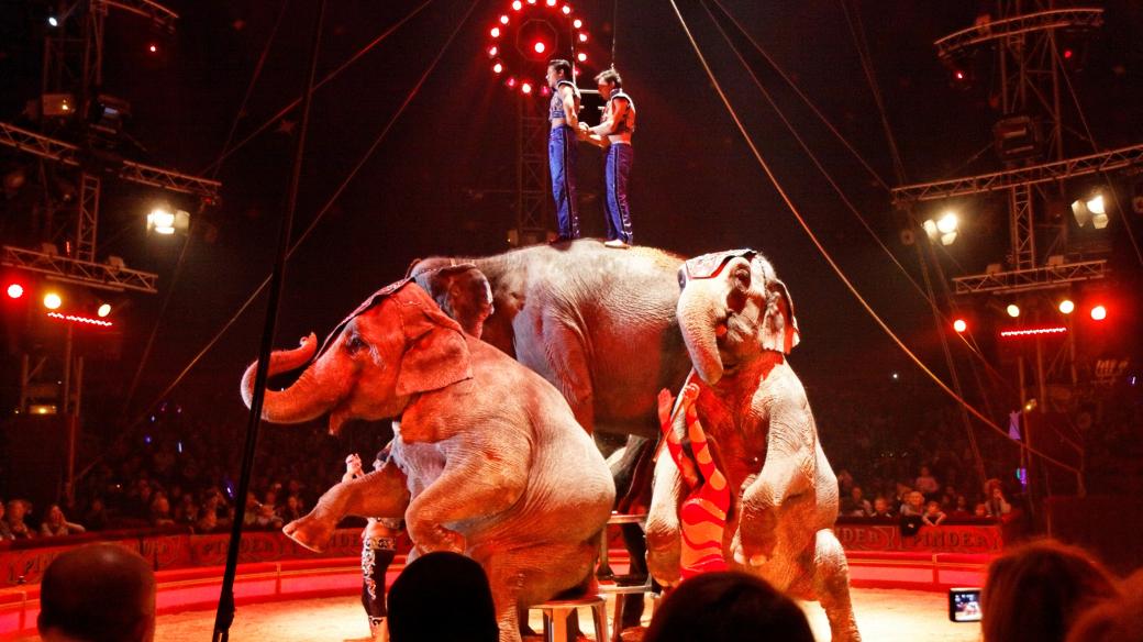 Cirkusoví sloni